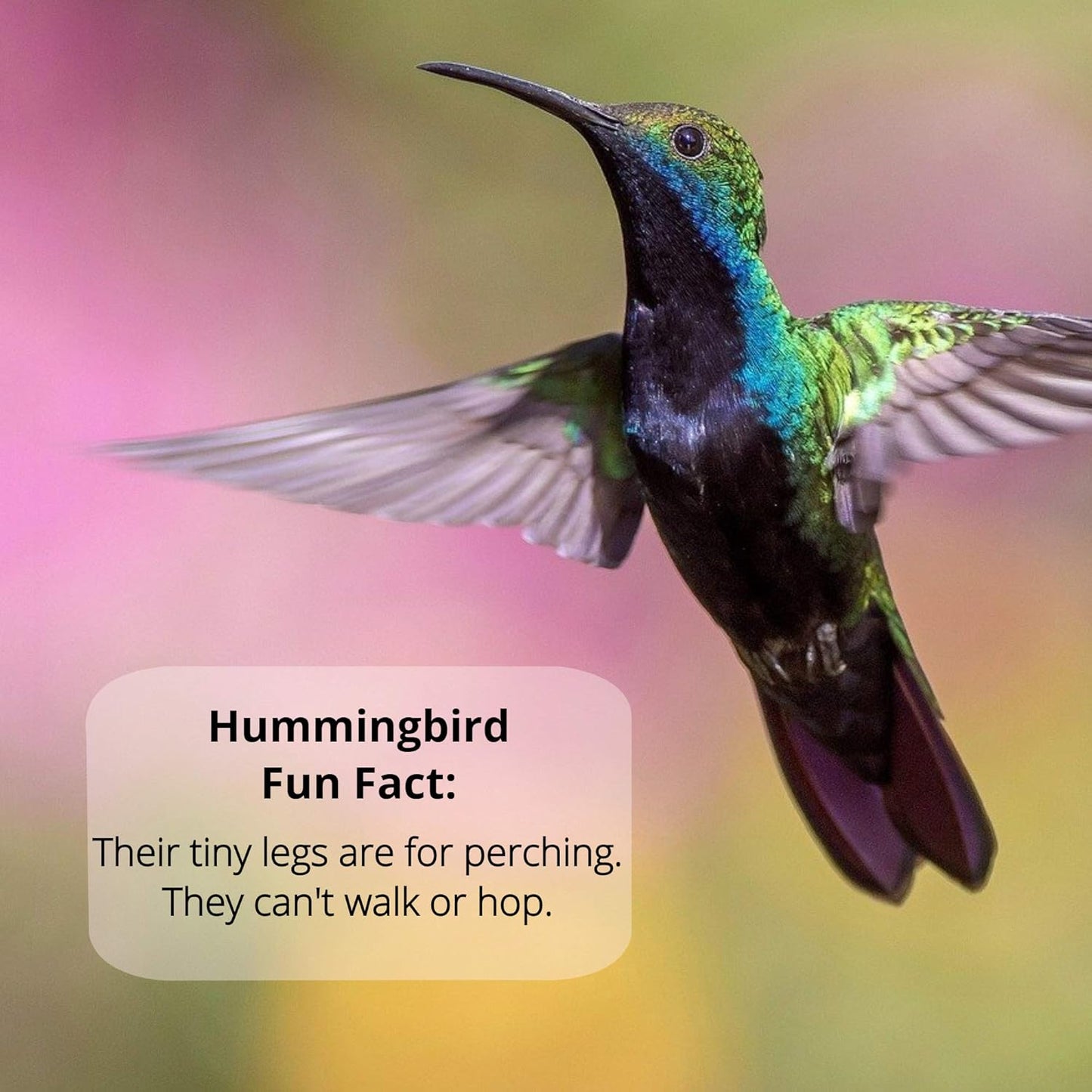 Sapphire Labs Hummingbird Nectar - Naturally Fresh Powder Makes 96 oz | Lasts Longer with Nectar Defender