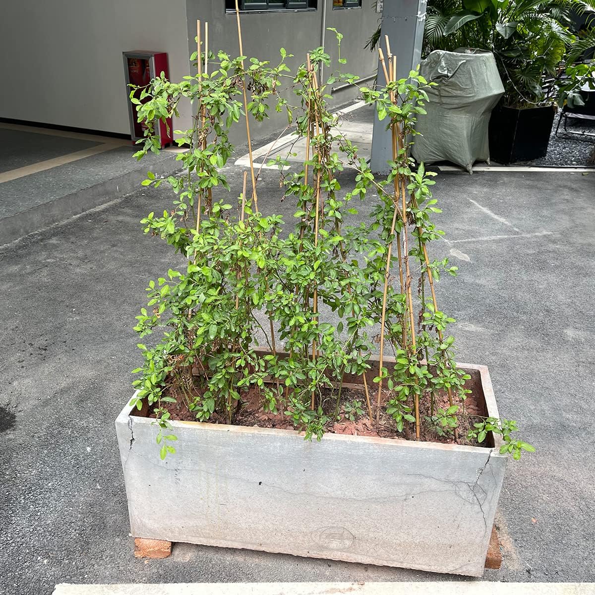 BOVITRO 12-Inch Natural Bamboo Plant Stakes - 20 Pcs Support for Tomatoes, Beans & Potted Plants