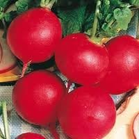 Seed Kingdom 1 Lb Radish German Giant Great Heirloom Vegetable by BULK Seeds
