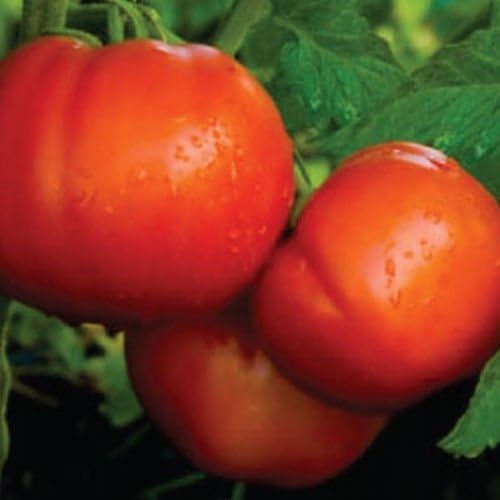 KVITER 25 Seeds Celebrity Tomato - A Classic!! All Time Favorite-great Yields!!