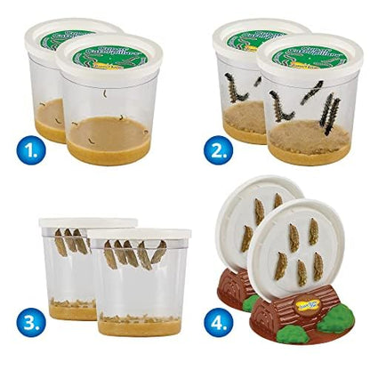 Insect Lore Butterfly Garden with Two Cups of Live Caterpillars, Life Cycle Figurines, English and Spanish Butterfly STEM Activity Journals | 10 Painted Lady Butterfly Baby Caterpillars