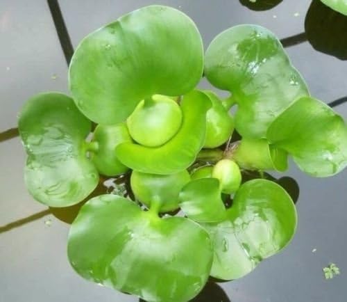 AquaLeaf Aquatics 3 Pond Plants Bundle - Water Lettuce, Water Hyancinth and Hornwort