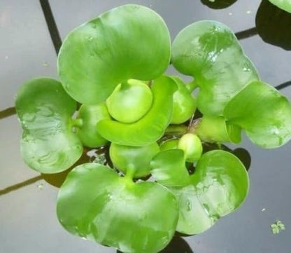 AquaLeaf Aquatics 3 Pond Plants Bundle - Water Lettuce, Water Hyancinth and Hornwort