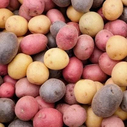 3 2026-1 TomorrowSeeds - Colors Mix Seed Potatoes - USDA Certified for Growers Blue Red Gold Potato Adirondack Pontiac