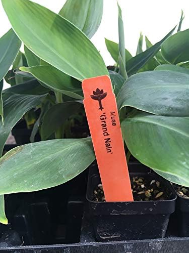 LEGENDARY-YES Grand Nain Chiquita Banana Tree - Live Dwarf Banana Plant