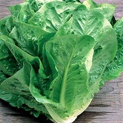 (1/4 Lb) Romaine Lettuce Seeds Bulk Non GMO