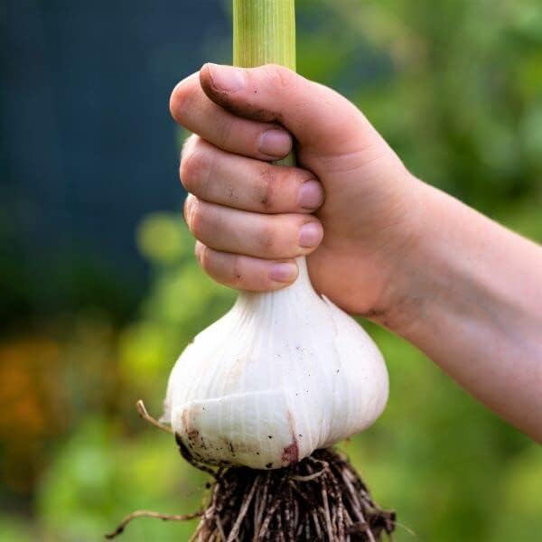 Generic 1 Elephant Garlic Tubers for Fall Planting Outdoors - Pound Garlic - Planting Ornaments Perennial Garden Simple