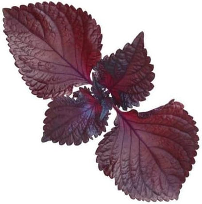 HipGirl 2026 Bird-200 #1,Purple/Red-1g) Early Perilla Seeds for Planting/Shiso Seeds for Planting.Heirloom Non GMO Seed