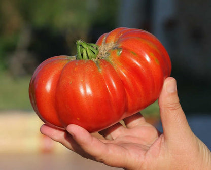 500+ Count 2026 TomorrowSeeds - Giant Beefsteak Tomato Seeds - - for Planting Determinate Heirloom Red Beef Steak