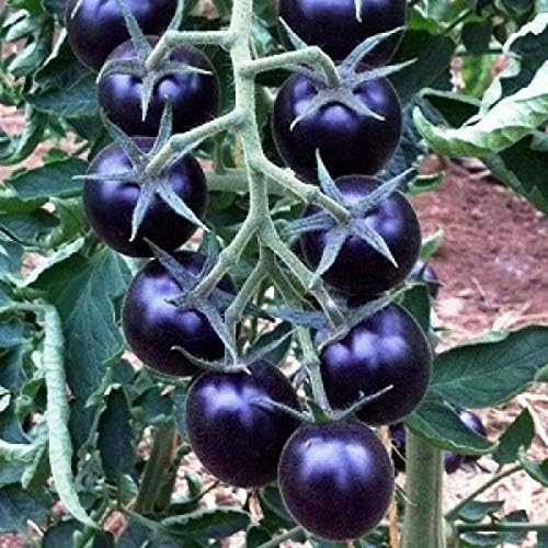 NIKA SEEDS 20 Seeds Tomato Indigo Rose Seeds