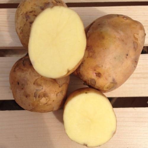 Unknown 5 Lb, Yukon Gold Potato Seed/Tubers, Yellow-Flesh Standard, United States