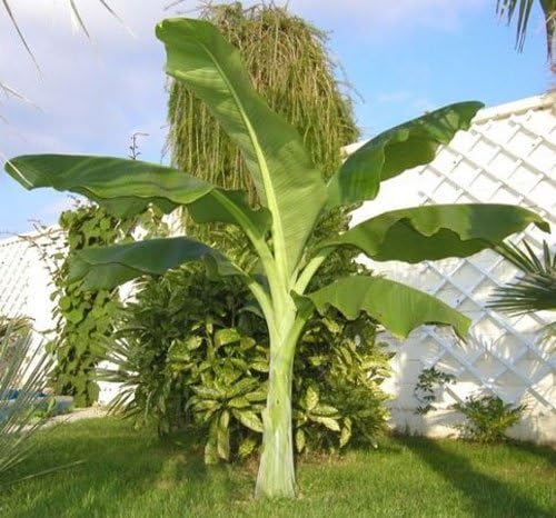 Buy Rare Seeds Ensete 5_Seeds glaucum | Snow Banana |