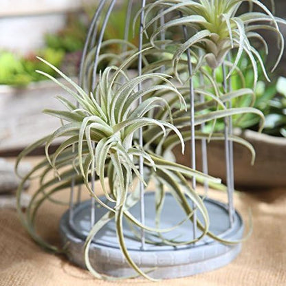 Artificial Air Plants, Faux Succulents Unpotted, Small Tillandsia Look Real in Flocked Green, Premium Crafting DIY