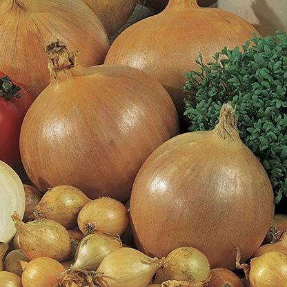 135-Day Bulbs, Pack 200 Park Seed Candy Hybrid Onion Seeds Day-Neutral Yellow Variety, Early and Flavorful Maturity