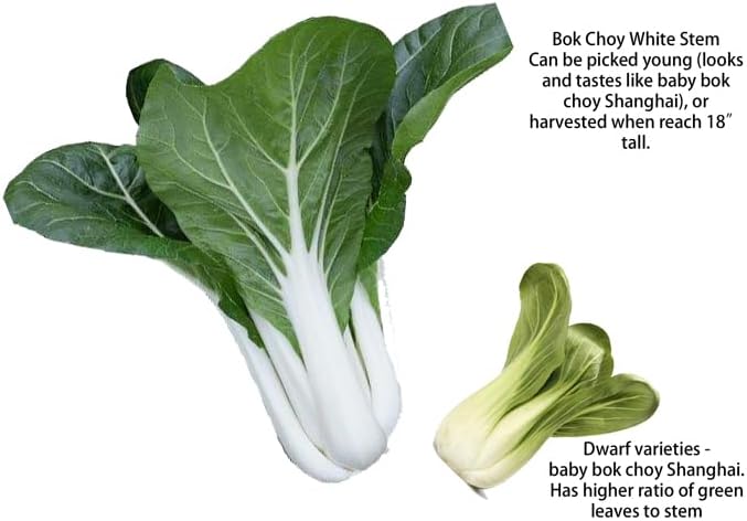 HipGirl Fall/Spring-4000+ Stem,10g) Sow in Bok Choy Seeds for Sprouting,Chinese Cabbage Seed