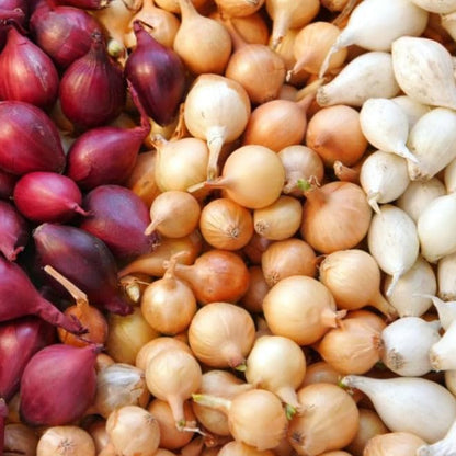 3 Sets (Bulbs) 1 (~100 Sets) 2026 TomorrowSeeds - Colors Mix Onion - Pound - Fresh Crop, Stored Cold, for Planting