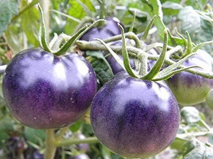 NIKA SEEDS 20 Seeds Tomato Indigo Rose Seeds