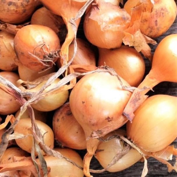 Sets (Bulbs) 25+ Count 2026 TomorrowSeeds - Super Sweet Candy Onion Seeds - - for Planting Gardening Noon Intermediate