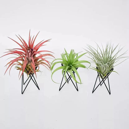 White Metal Air Plant Holder, Geometric Iron Tillandsia Stand, Art Display Home Garden Ornaments for Plant