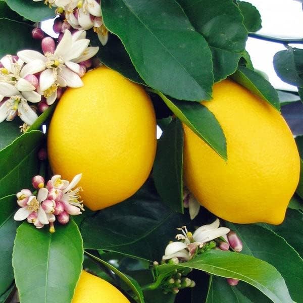 [2 Gardenera's Award-Winning Lemon Tree Soil Mix: The Ideal Choice for Healthy, Productive Citrus Trees - Quart Bag]