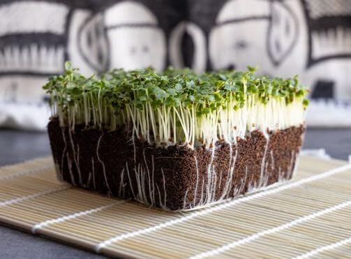 HipGirl Fall/Spring-4000+ Stem,10g) Sow in Bok Choy Seeds for Sprouting,Chinese Cabbage Seed