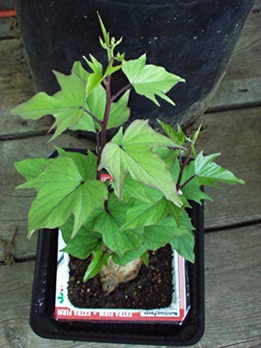 caribbeangardenseed Flesh(1 LB)Excellent Purple Sweet Potato AKA Okinawa, Hawaii Purple Potato, White Skin Plrple