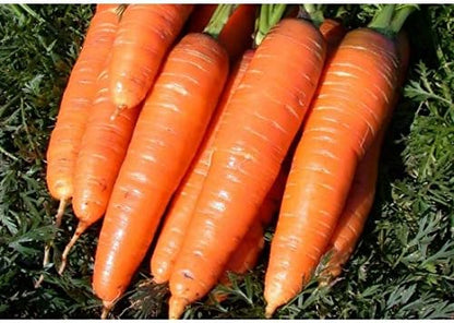 NIKA SEEDS 1000 Seeds Vegetable Carrot Red Giant - Seeds