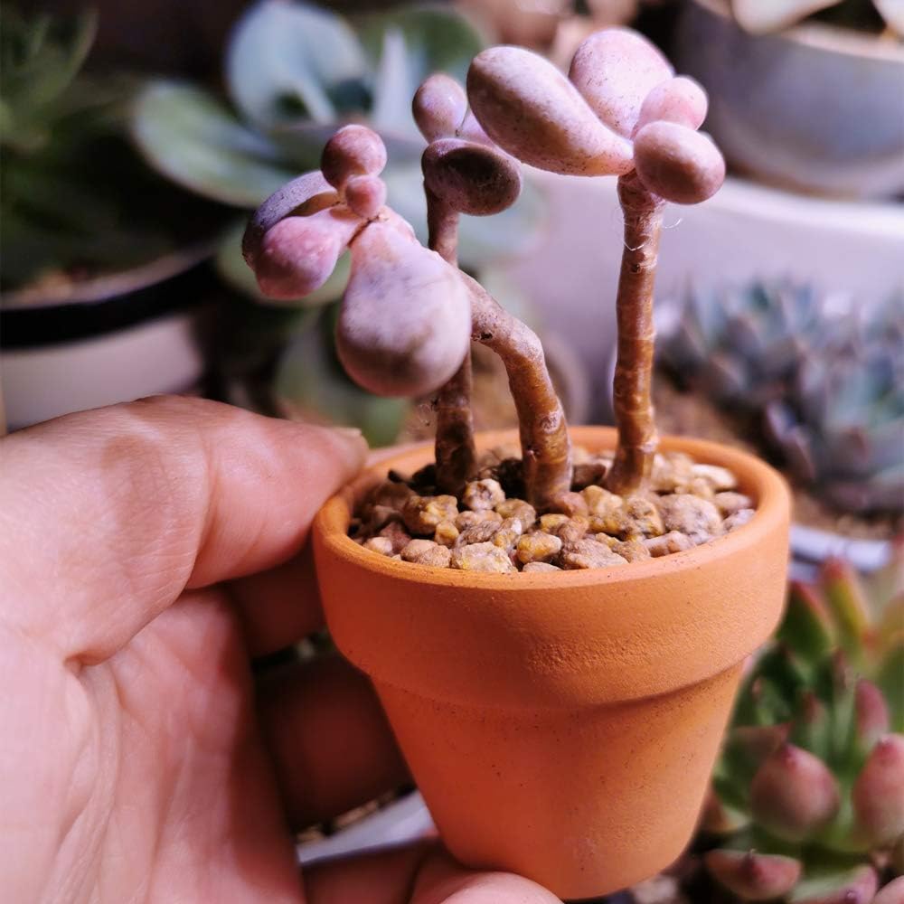 Yishang Mini Terracotta Pots with Drainage Holes - 1.5 Inches Tiny Clay Nursery Pots for Indoor/Outdoor Mini Plants (10