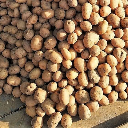 Russet Bulbs 2026-2 TomorrowSeeds - Seed Potatoes - USDA Certified for Growers Size B Non GMO Brown Burbank Idaho