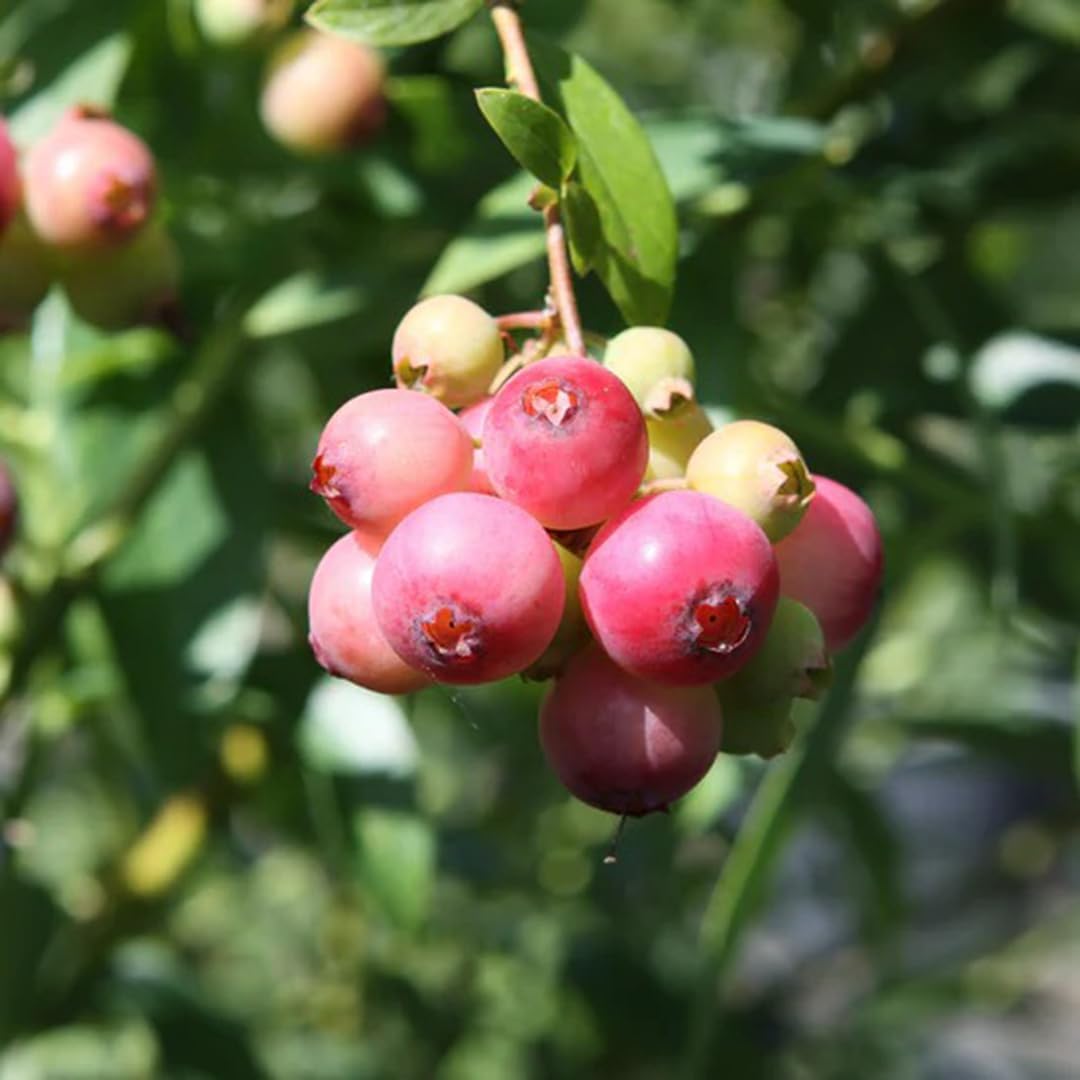 (4 Pack) Pink Lemonade Blueberry Bushes Live Plants for Planting, Unique Pink Berries, Sweet Flavor, High-Yielding