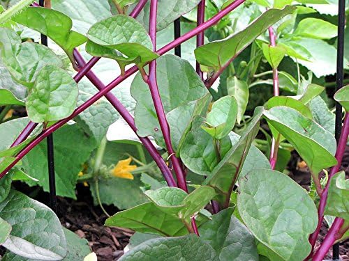 Harley Seeds 30 Malabar Red Stem Spinach Seeds Herb Heirloom Non-GMO Phooi Leaf, Red Vine, Alugbati, Vietnamese, from