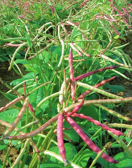 150+ Count 2026 TomorrowSeeds - Top Pick Brown Crowder Cowpea Seeds - - for Planting Non-GMO USA Vegetable Pink Red