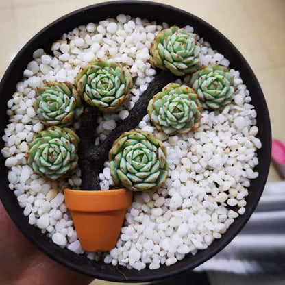 Yishang Mini Terracotta Pots with Drainage Holes - 1.5 Inches Tiny Clay Nursery Pots for Indoor/Outdoor Mini Plants (10