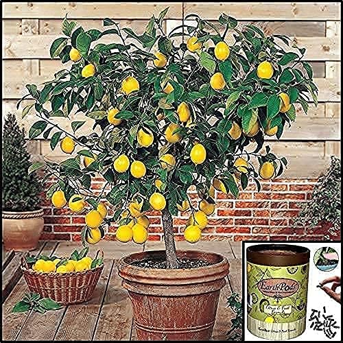 100 EarthPods Organic Fruit Tree & Citrus Fertilizer Spikes Plant Food Capsules - Made in USA