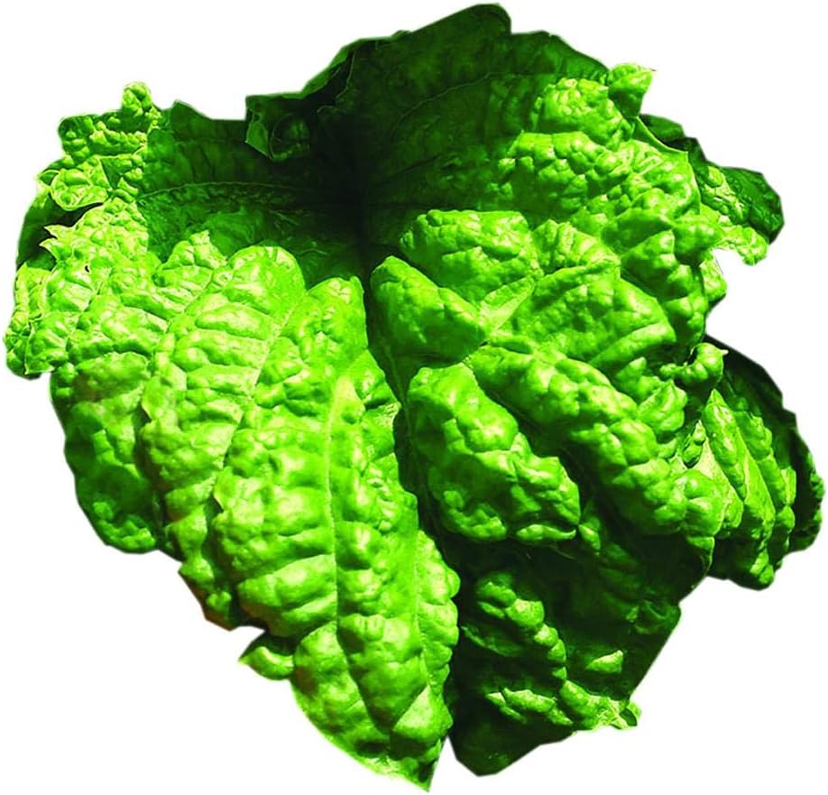 Pack 100 Park Seed Basil Herb Plant Seeds, Easy to Grow, Variety of Colors, Spring Garden, Lettuce Leaf
