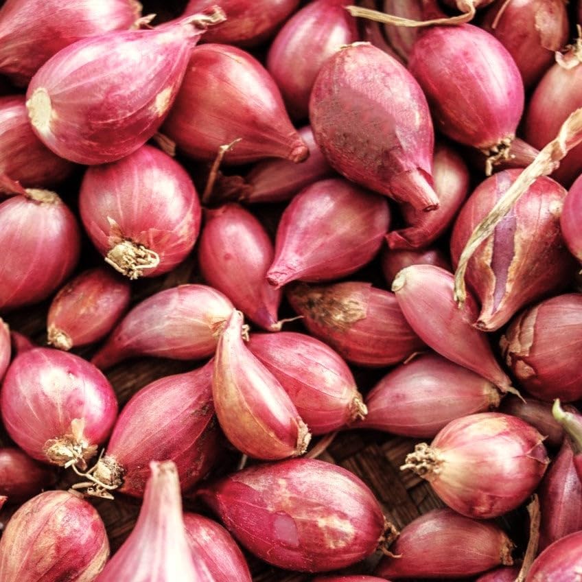 Sets (Bulbs) 20+ Count 2025 F1 Set Bulbs TomorrowSeeds - Nero Shallot - - For Planting Seeds Hybrid Round Traditional