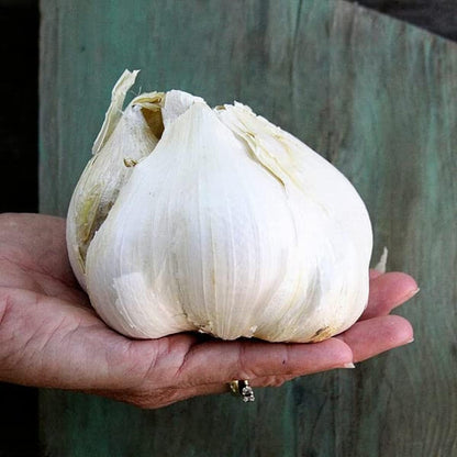 Generic 1 Elephant Garlic Tubers for Fall Planting Outdoors - Pound Garlic - Planting Ornaments Perennial Garden Simple