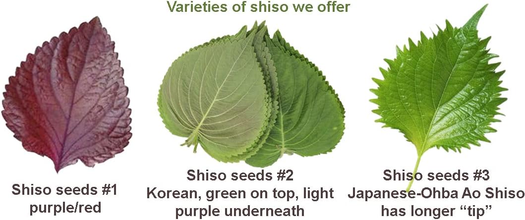 HipGirl 2026 Bird-200 #1,Purple/Red-1g) Early Perilla Seeds for Planting/Shiso Seeds for Planting.Heirloom Non GMO Seed
