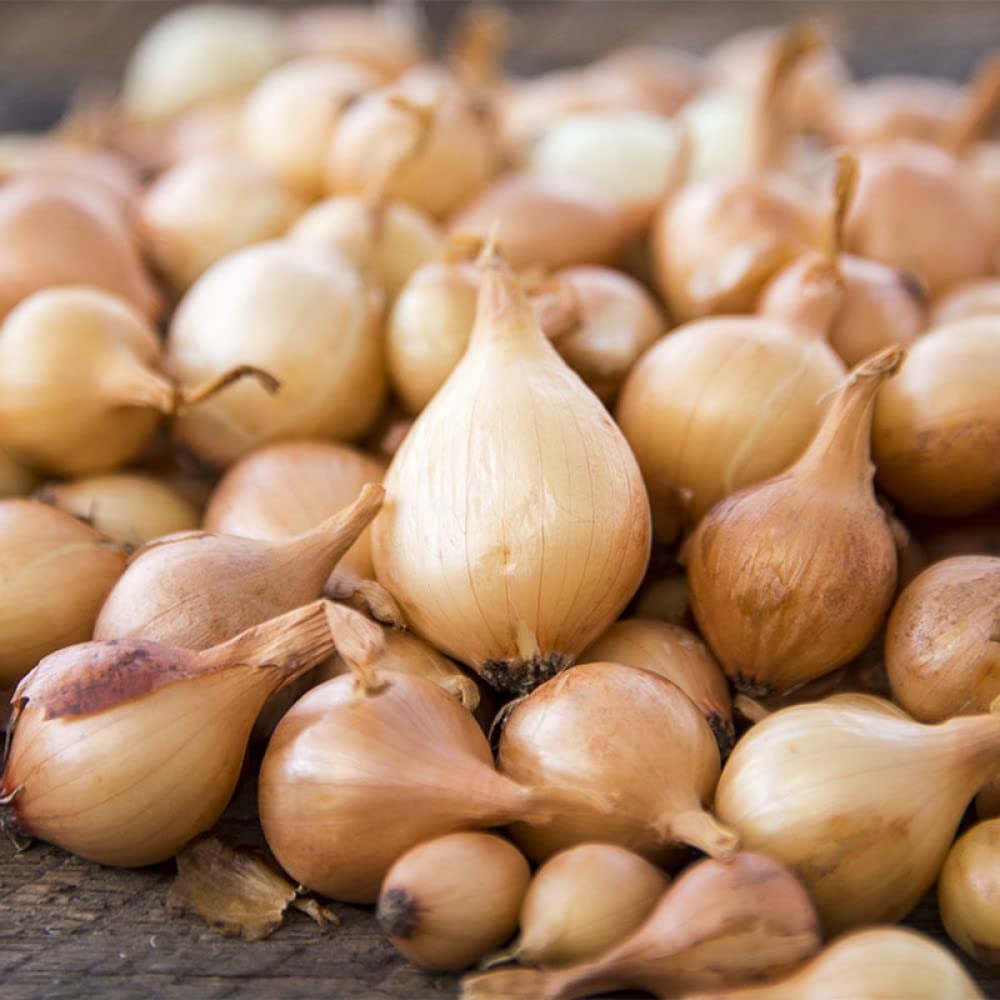 Bulb Sets, Sets, 100 Count, sets, bulb sets Onion Mixed Onion This is a random mix of White,Yellow and Red Onion Onion