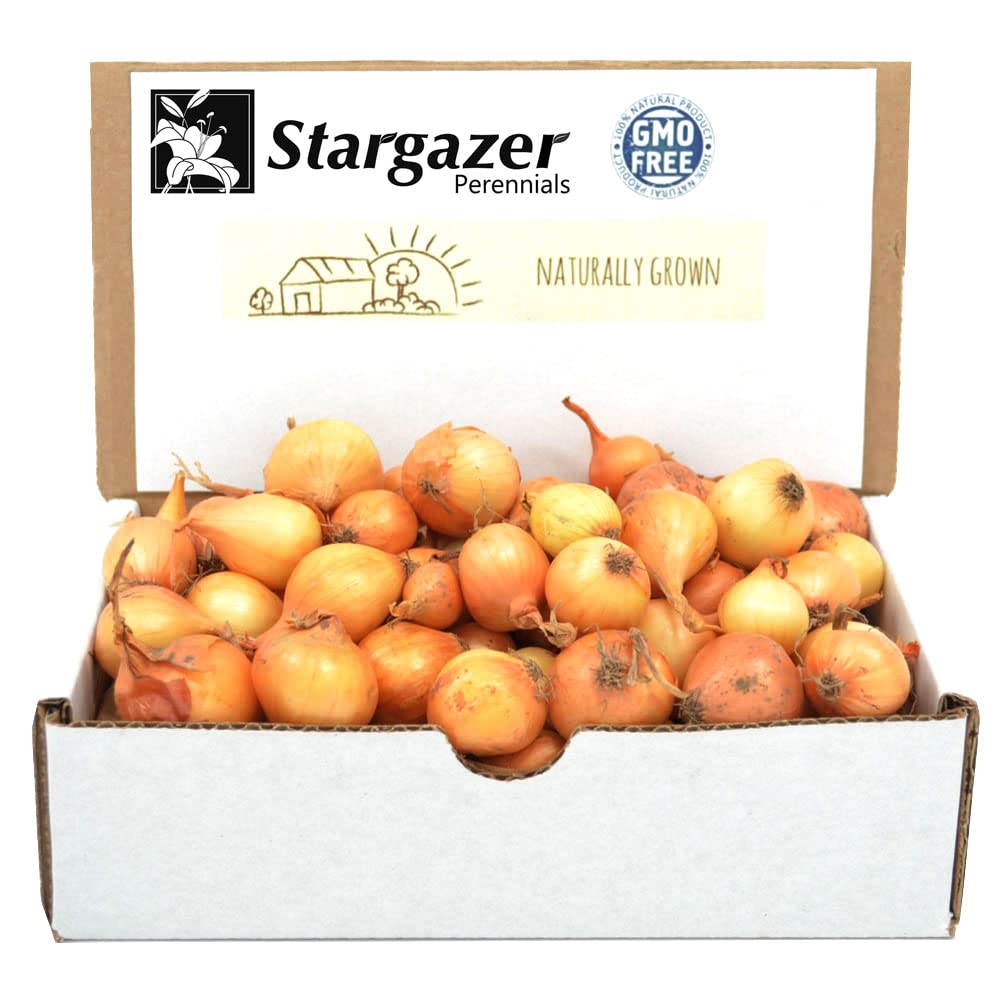 Sets 1 Bulbs Stargazer Perennials Yellow Stuttgarter Onion Pound | Naturally Grown Non-GMO - Easy To Grow