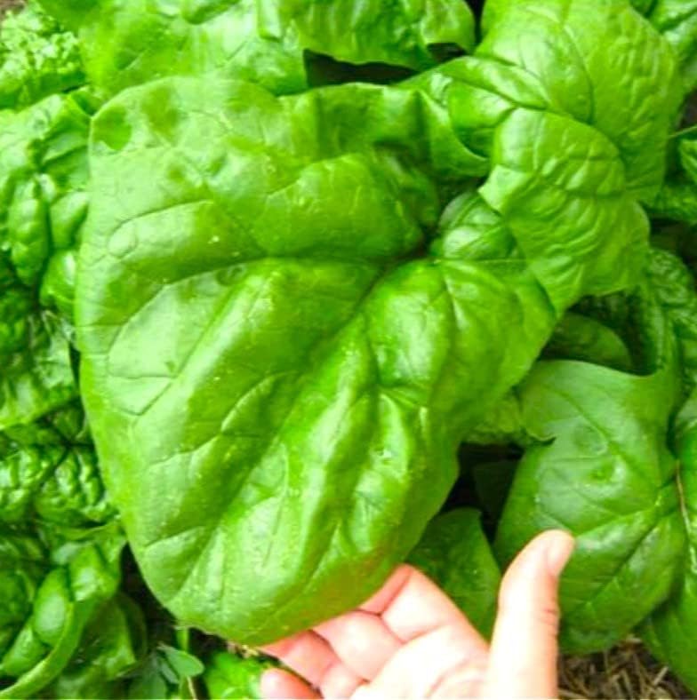 100 Seeds Giant Spinach Herb Garden Seeds for Planting About Seeds Non-GMO Annual Plant