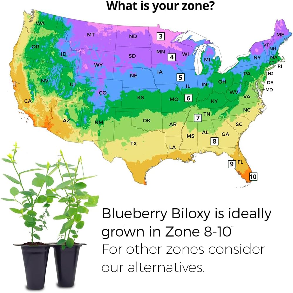 (4 Pack) Blueberry Plant Biloxi Live for Sale | Easy to Grow Plants | Edible Fruit Plant for Sustainable Living | Grow