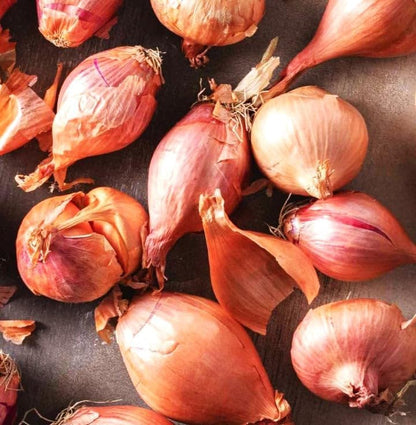 Sets (Bulbs) 20+ Count 2025 F1 Set Bulbs TomorrowSeeds - Nero Shallot - - For Planting Seeds Hybrid Round Traditional