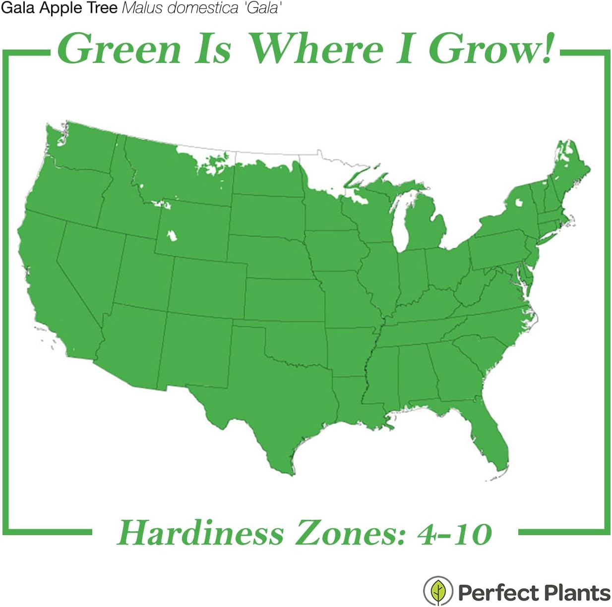 1 Perfect Plants Gala Apple Tree Gallon | Live Fruit Trees for Outdoor Planting | Fresh Apples for Eating, Canning