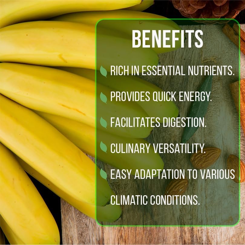 (4 Pack) Banana Trees Grand Nain | Easy to Grow Banana Plants | Edible Fruit Live Plant for Sustainable Living | Grow