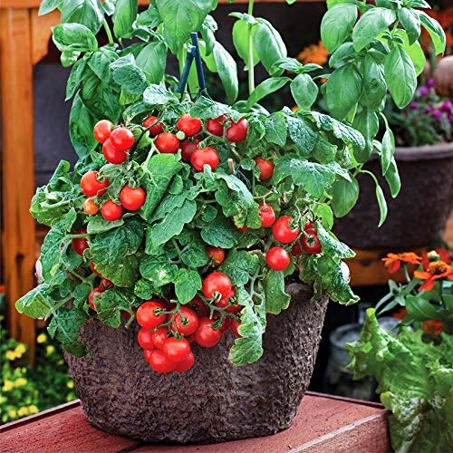 Harley Seeds 30 Dwarf Red Robin Tomato Seeds, Heirloom Non-GMO, Sweet, Low Acid, Determinate, Open-Pollinated