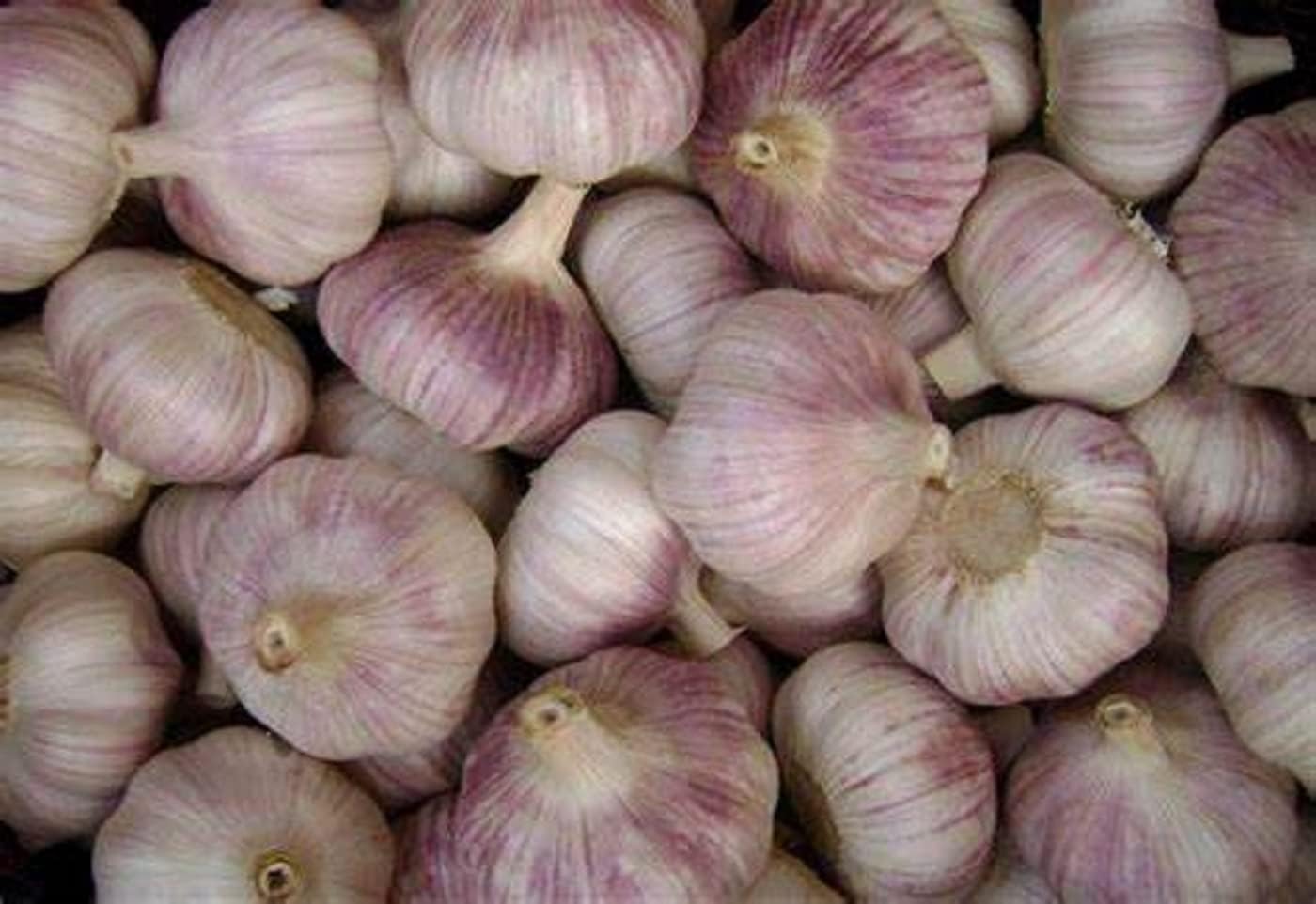Bulbs Bulbs, 12 Bulbs, Garlic Whole, Early Purple Italian Garlic This Garlic is Ready for Eating or Planting, Cool