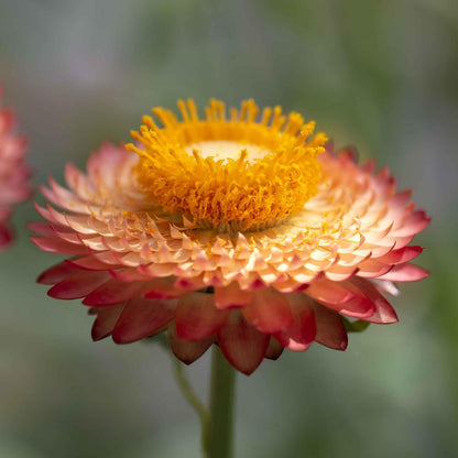 Eden Brothers Strawflower Seeds - King Size Salmon