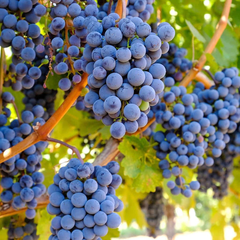 6 Outdoor-100 &100 100 10 &10 Mulberry 20 Types Mix Fruit Seeds for Planting Grape Apple & Kiwi & Cherimoya & Cherry