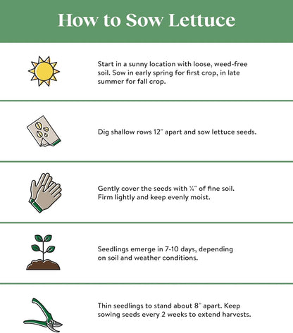 1000 Burpee Heatwave Blend Lettuce Seeds seeds